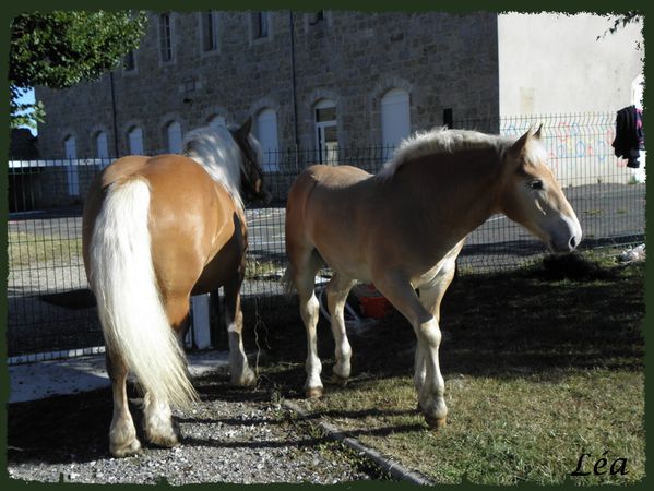 P8213349 mère et poulain