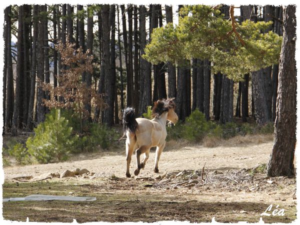 _MG_1469-cheval-galop.jpg