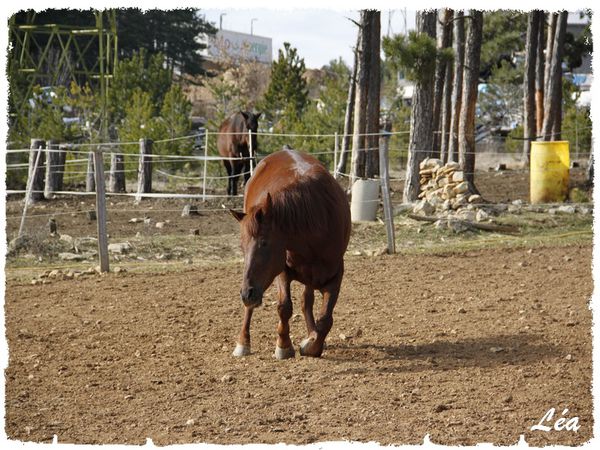 _MG_1513-cheval-se-couche.jpg