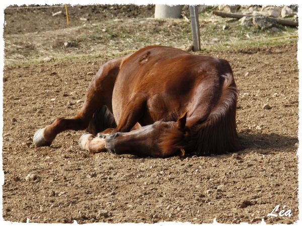 _MG_1521-cheval-couche.jpg