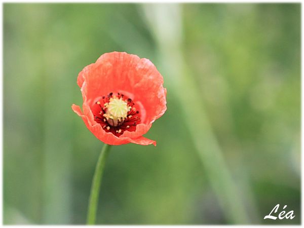 Fleurs-2-6508-coquelicot.jpg