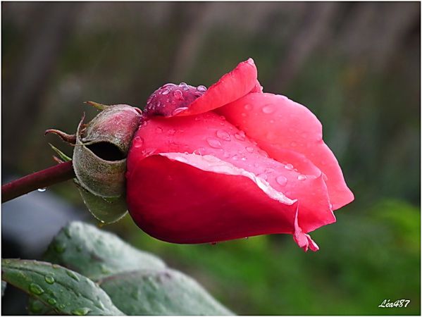 DSCF5285-rose-pluie.jpg