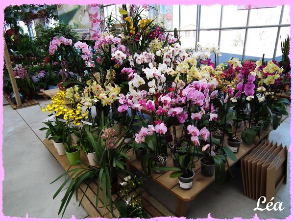 DSCF9882-Orchidees.jpg