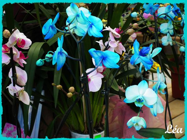 DSCF9884-orchidees-bleues.jpg