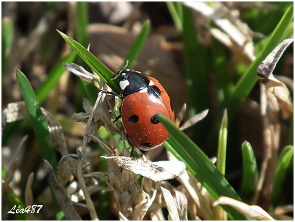 DSCF1174-coccinelle.jpg