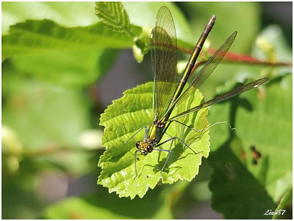 Insectes-2-1609-calopteryx-F-ailes-ouvertes.jpg
