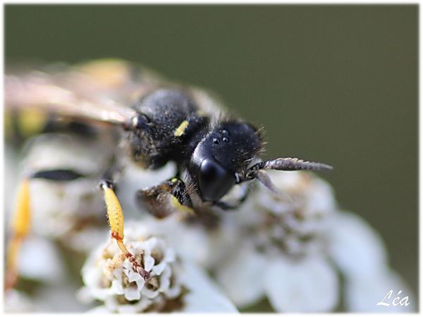 Insectes-2-2090-vision-sur-une-abeille.jpg