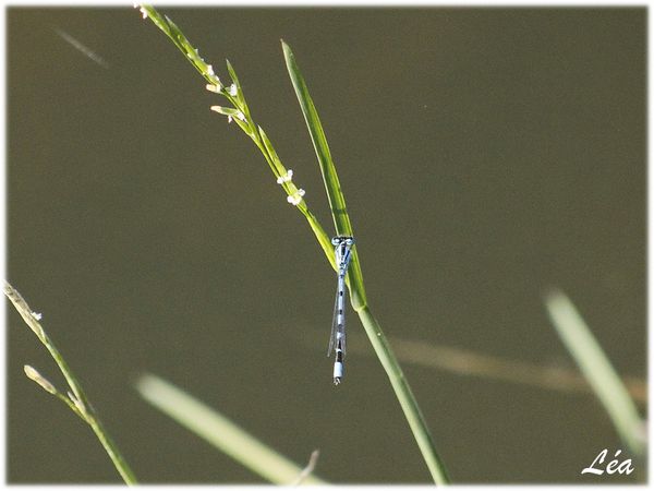 _MG_8557-agrion-porte-coupe.jpg