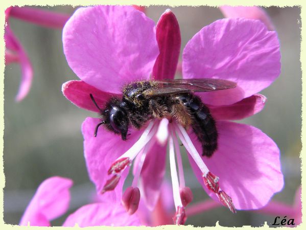P8143208-abeille.jpg