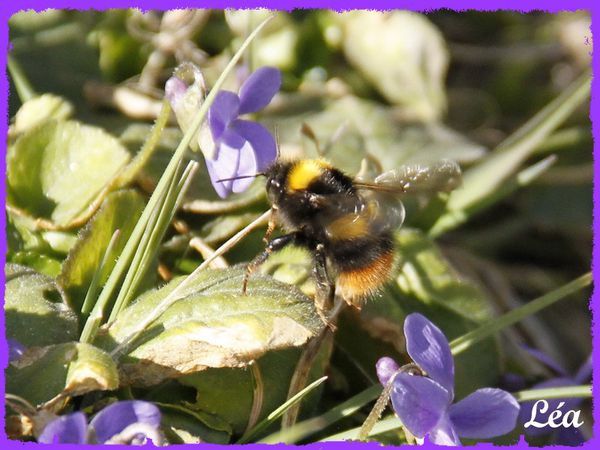 _MG_8442-bombus-terrestris.jpg