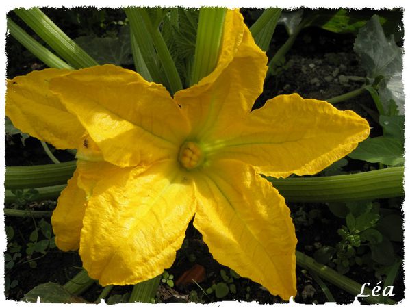 P8022866 fleur de courgette