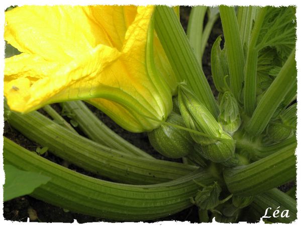 P8022874 courgettes rondes