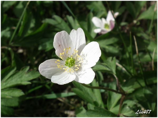 DSCF2580-anemone-Sylvie.jpg