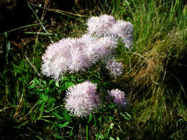 DSCF3445-le-Pigamon-a-feuilles-d-ancolie--Thalictrum-aquil.jpg