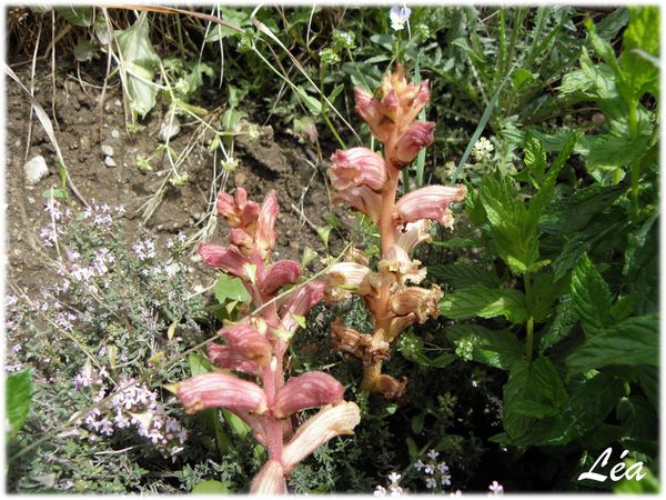 P6053565-orobanche-grele.jpg