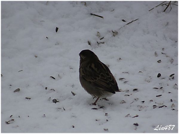 Oiseaux-2-0037-moineau-sans-queue.jpg