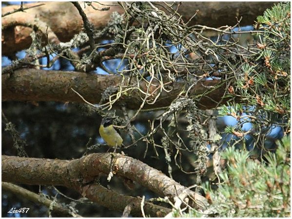Oiseaux-3-1432-bergeronnette-des-ruisseaux.jpg