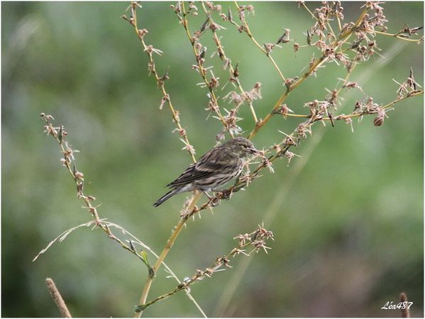 Oiseaux-3-3156-serin-cini-juvenile.jpg