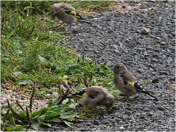 Oiseaux-3-3175-chardonnerets-juveniles.jpg
