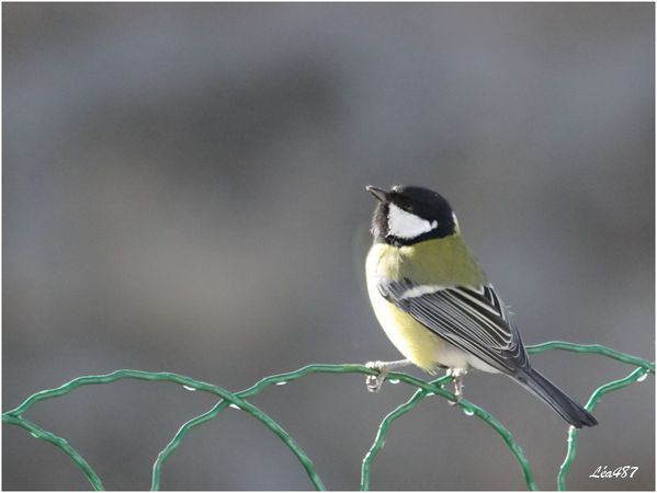 Oiseaux-3-3345-charbo.jpg