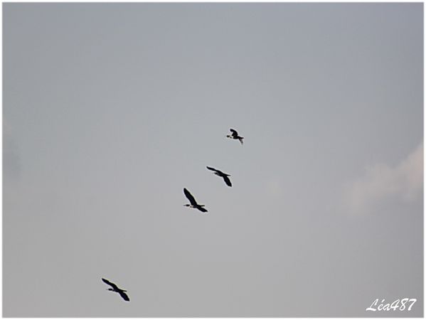 Oiseaux-3-3437-grands-cormorans.jpg