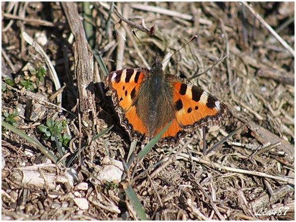 Papillons-2070-petite-tortue.jpg