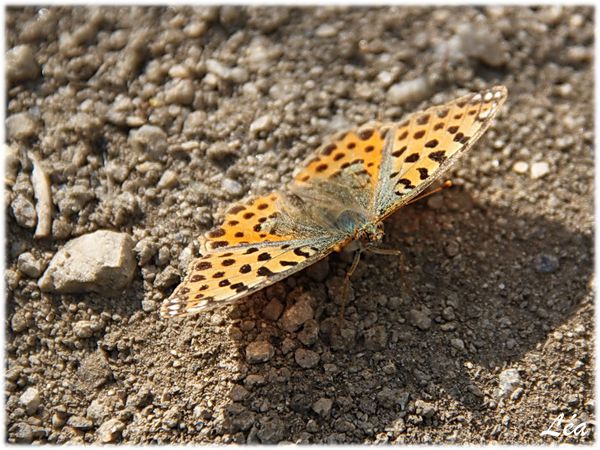 Papillons-4326-petit-nacre.jpg
