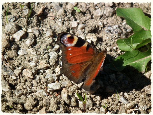 S0073887 paon du jour