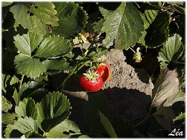 _MG_5233-fraises.jpg