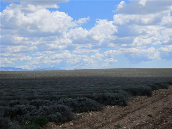 2012-03-6379-lavandes-1.JPG
