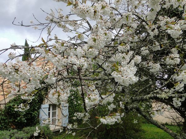 cerisier-en-fleurs-29-3-11.jpg