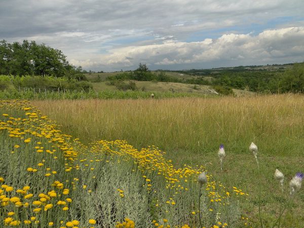 6-6-11-prairie-sauvage.jpg