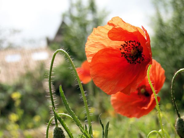 coquelicots.jpg