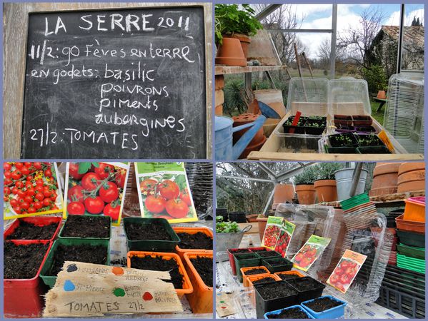 tomates-semis-27-2-11.jpg