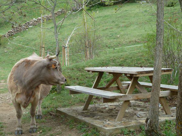 Vache à table