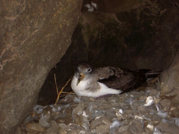 Cagarra_Selvagem_Pequena---Puffin---Coimbra-68.jpg