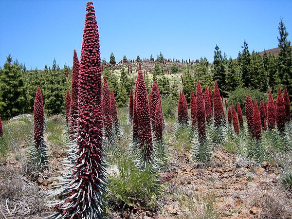 Buglosse-de-Tenerife---Tajinaste_rojo---Edub.jpg