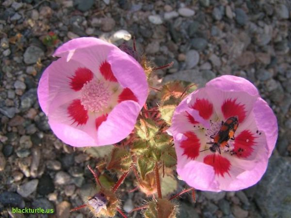 desert five spots