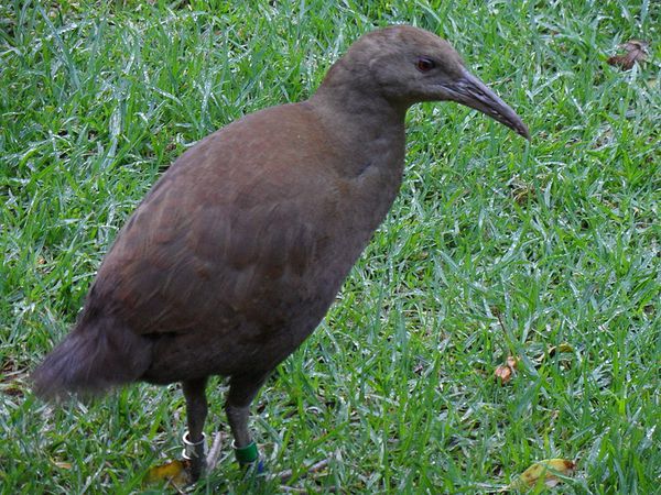 800px-Woodhen_Tricholimnas_sylvestris_Ned-sBeachRd_11June20.jpg