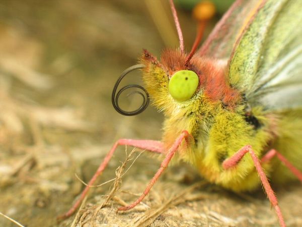 colias-copie-2.jpg