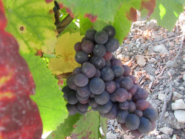 16.09.12 vendanges 014