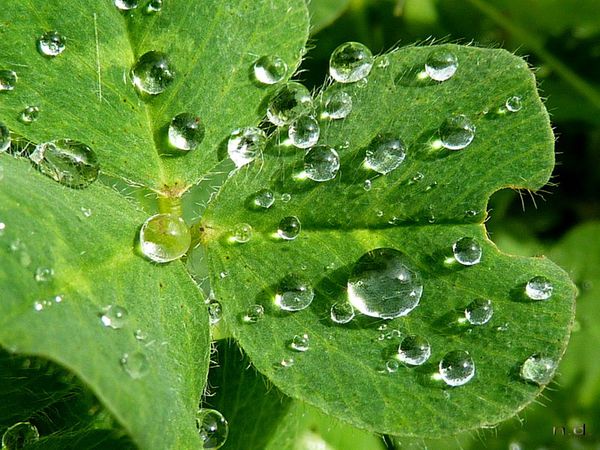 17 perles d'eau