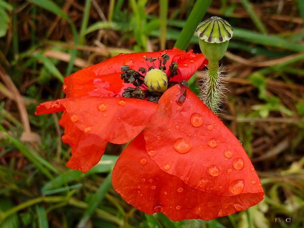 25 perles d'eau coquelicot