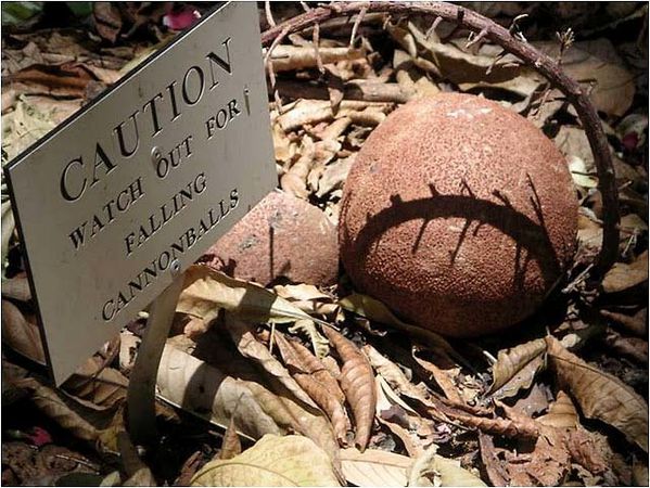 CannonBall-3