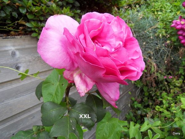 SDC14091-1.JPG