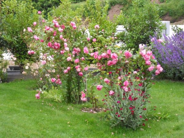 SDC13274 - Résolution-de-l-ecran-.jpg
