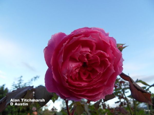 SDC14625.JPG