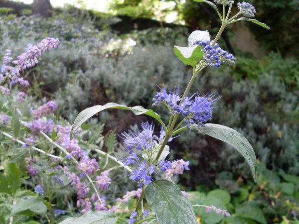 Copie-de-fleur-bleue-2.jpg