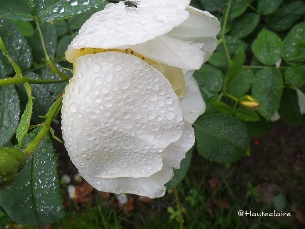 fleur-pluie-1.jpg