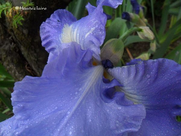 fleur-pluie-3.jpg